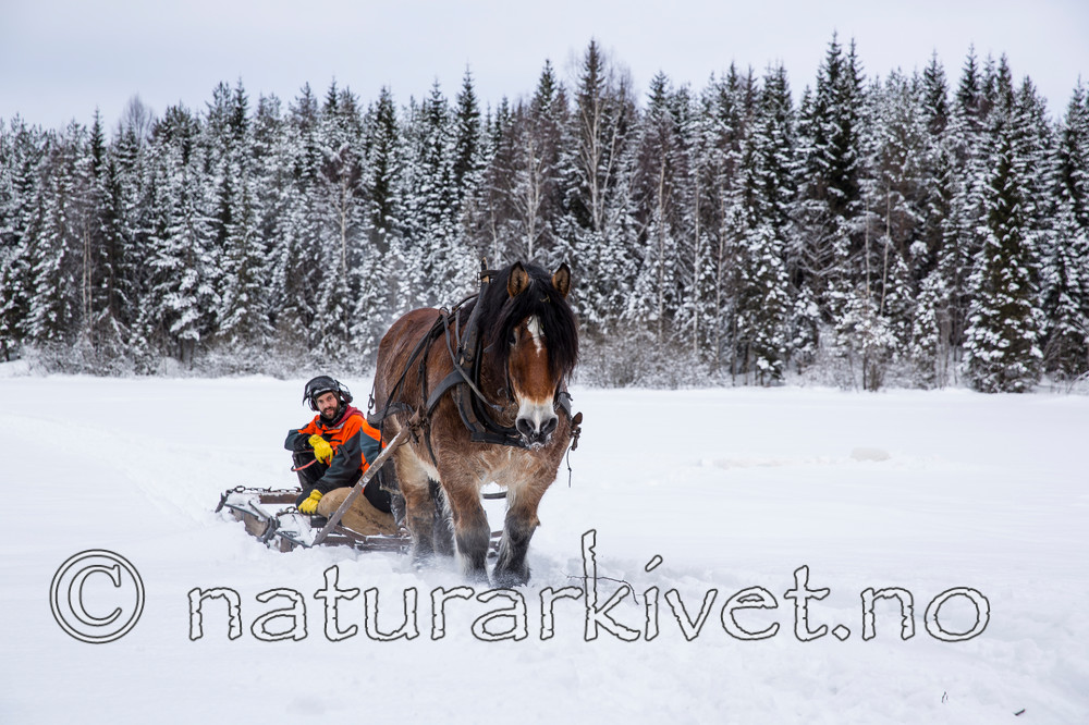 KA_130208_1056 / Equus caballus / Hest