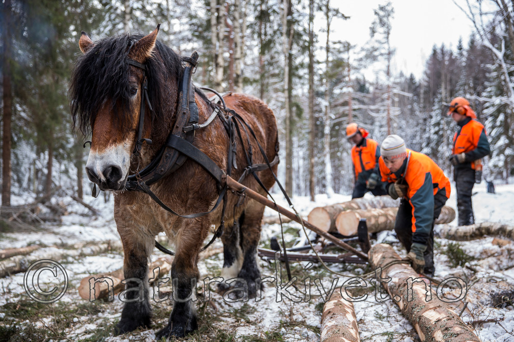 KA_130208_1080 / Equus caballus / Hest