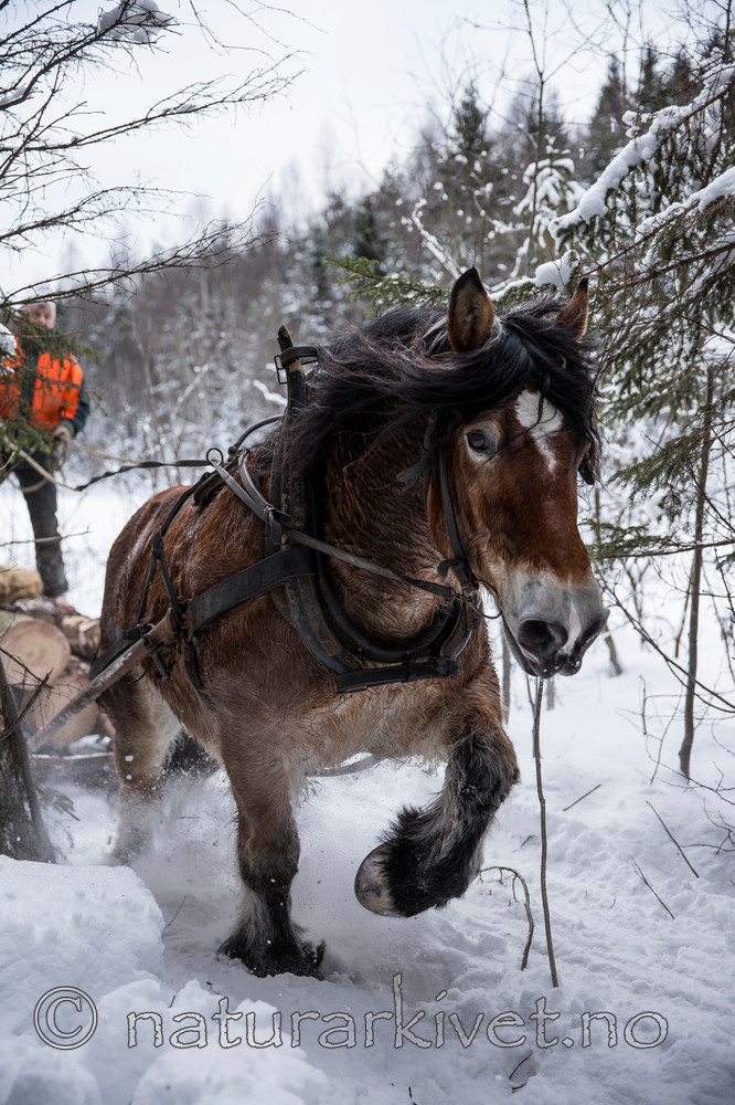 KA_130208_1101 / Equus caballus / Hest