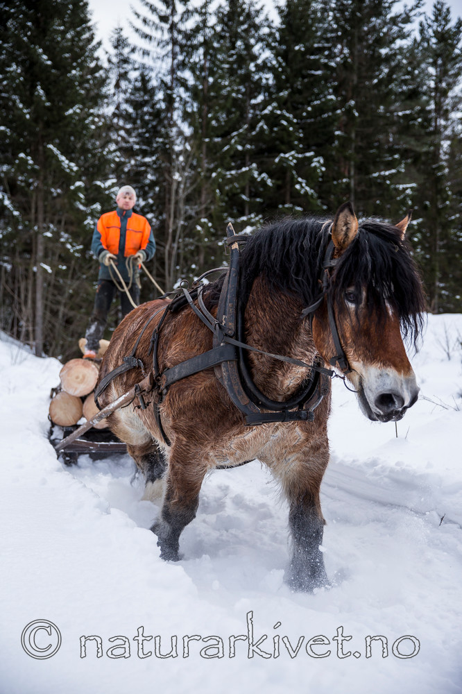 KA_130208_1104 / Equus caballus / Hest