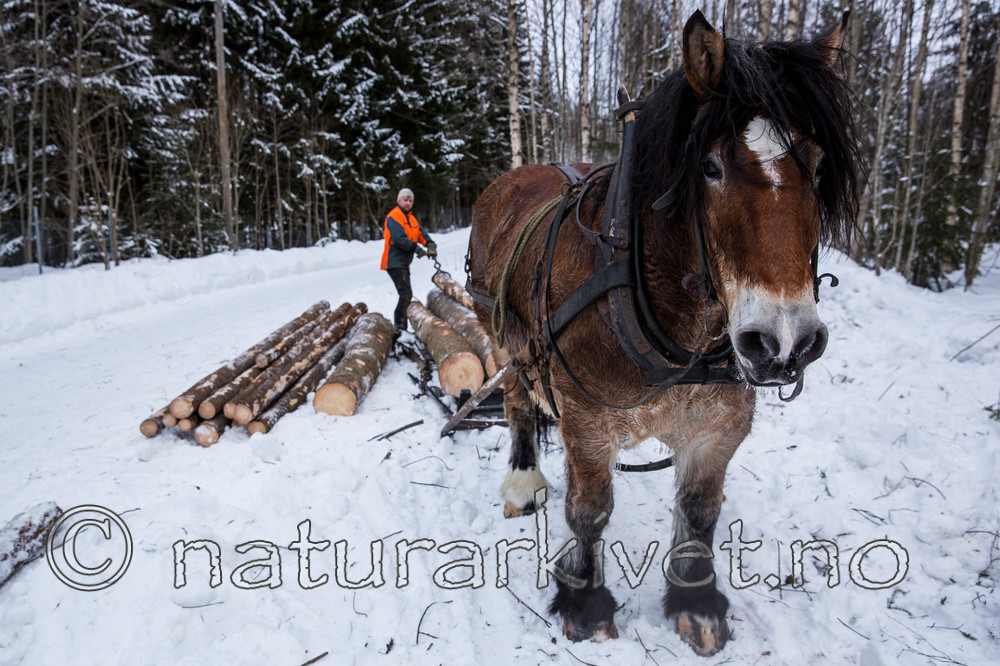 KA_130208_1113 / Equus caballus / Hest