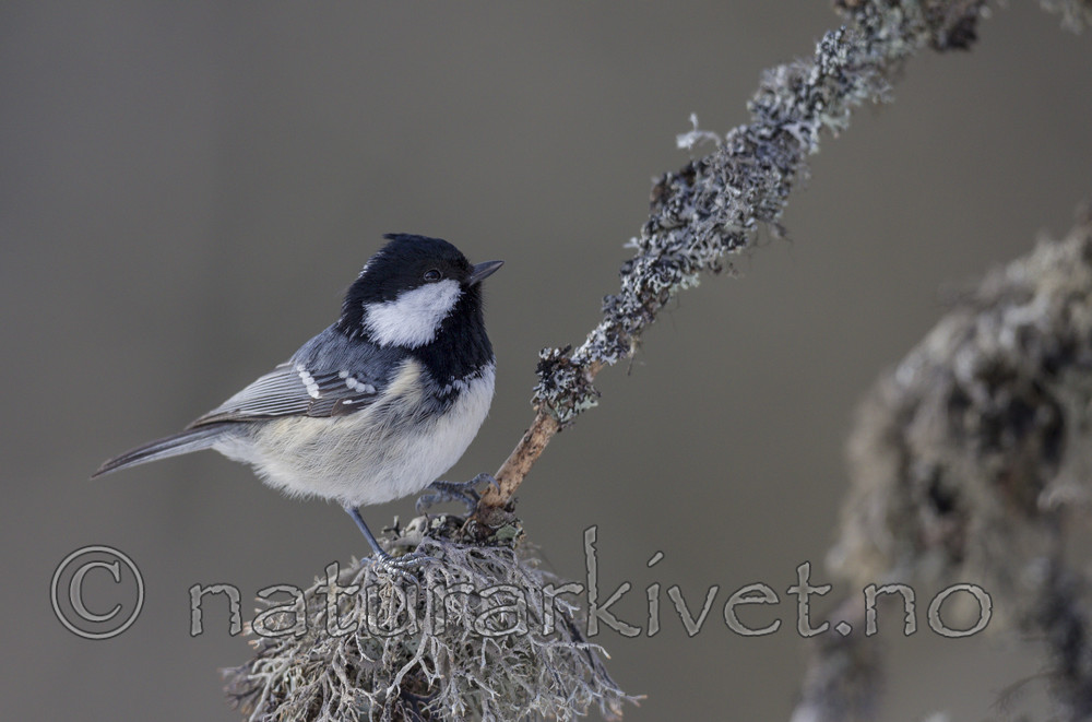 KA_130325_6317 / Periparus ater / Svartmeis
