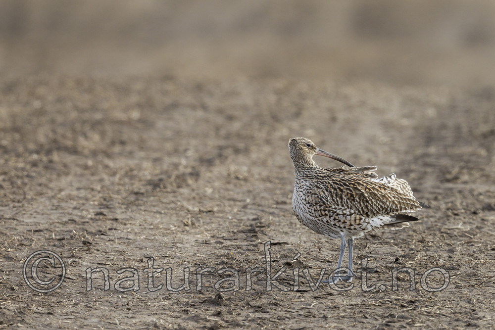 KA_130410_6448 / Numenius arquata / Storspove