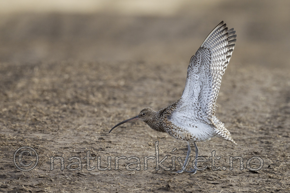 KA_130410_6452 / Numenius arquata / Storspove