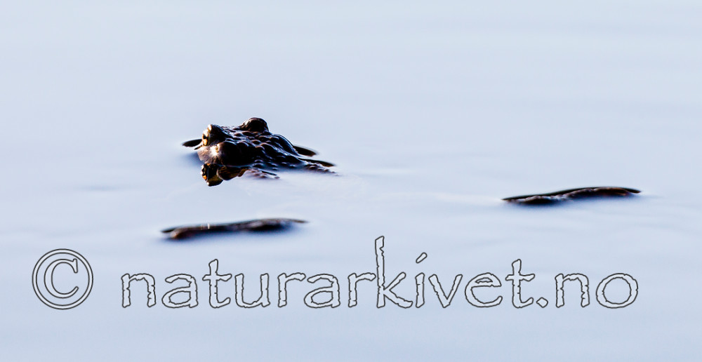 KA_130507_1328 / Bufo bufo / Nordpadde