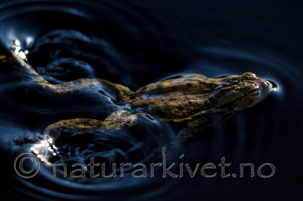 KA_130507_1338 / Bufo bufo / Nordpadde