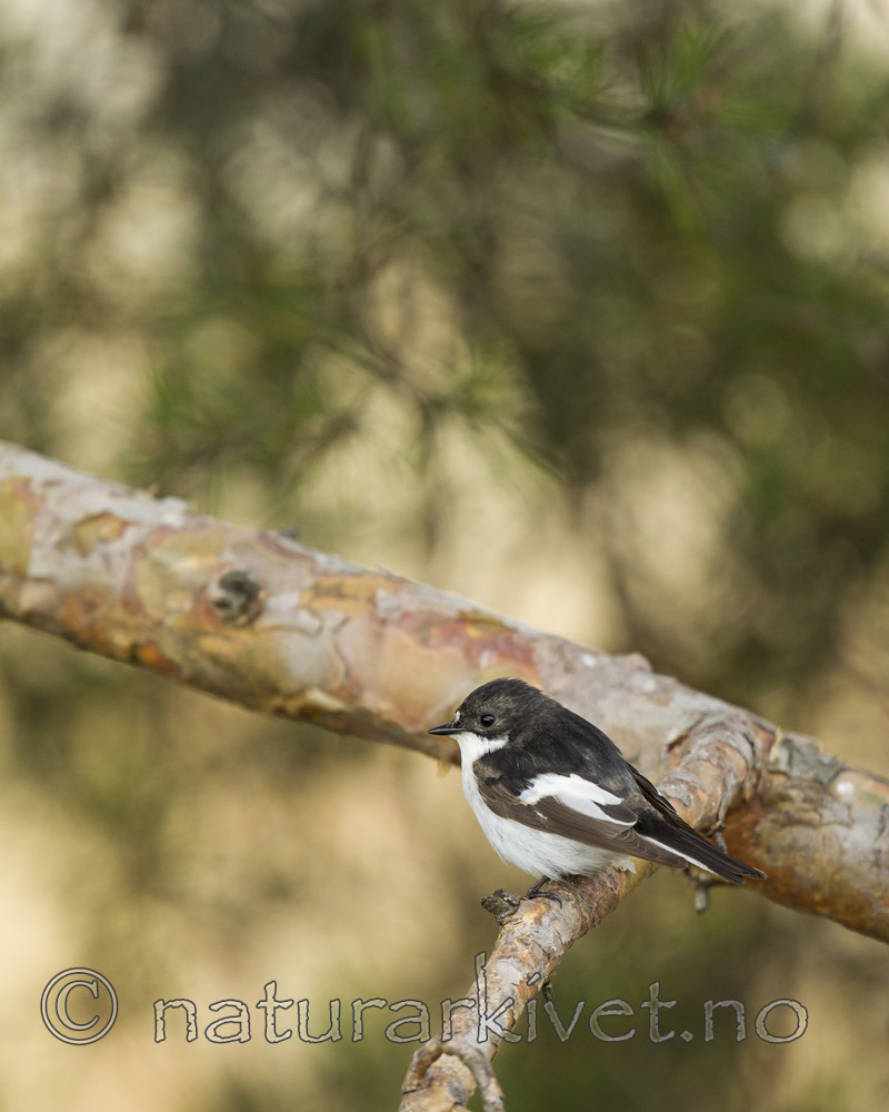 KA_130516_6606 / Ficedula hypoleuca / Svarthvit fluesnapper
