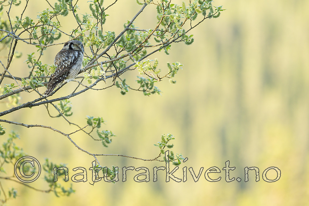 KA_130603_6709 / Surnia ulula / Haukugle