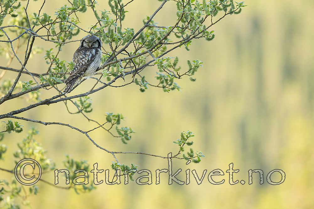 KA_130603_6711 / Surnia ulula / Haukugle