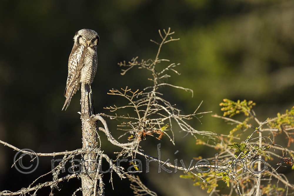 KA_130603_6724 / Surnia ulula / Haukugle