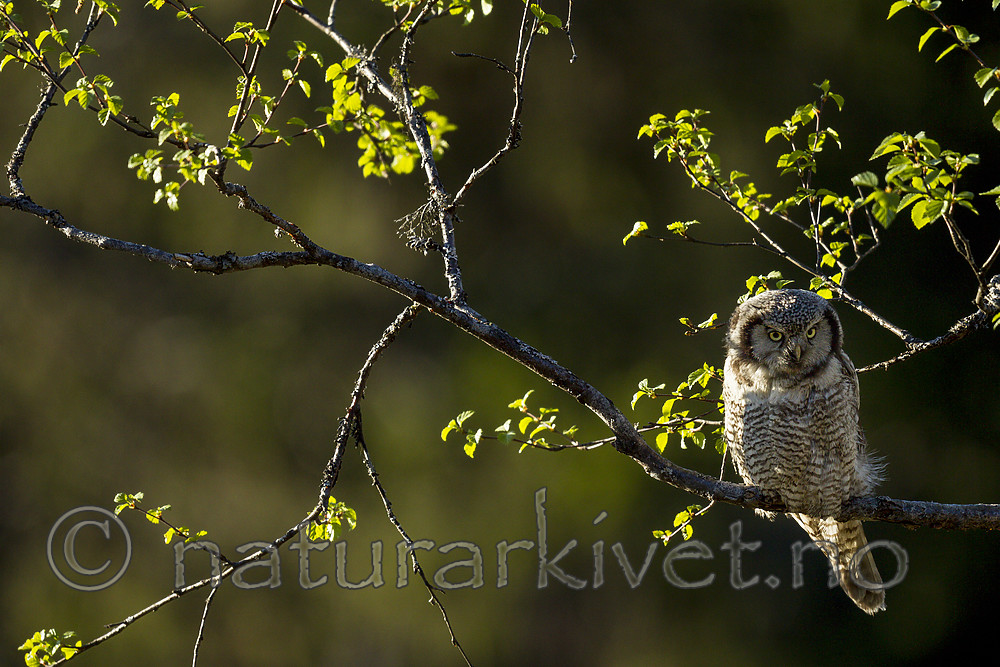 KA_130603_6737 / Surnia ulula / Haukugle