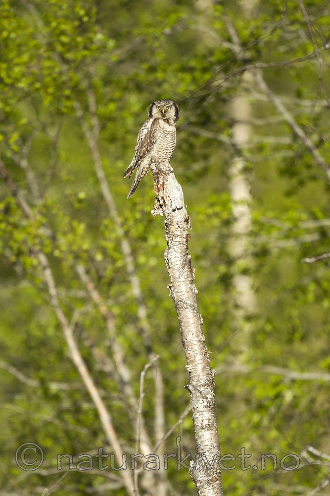 KA_130603_6741 / Surnia ulula / Haukugle