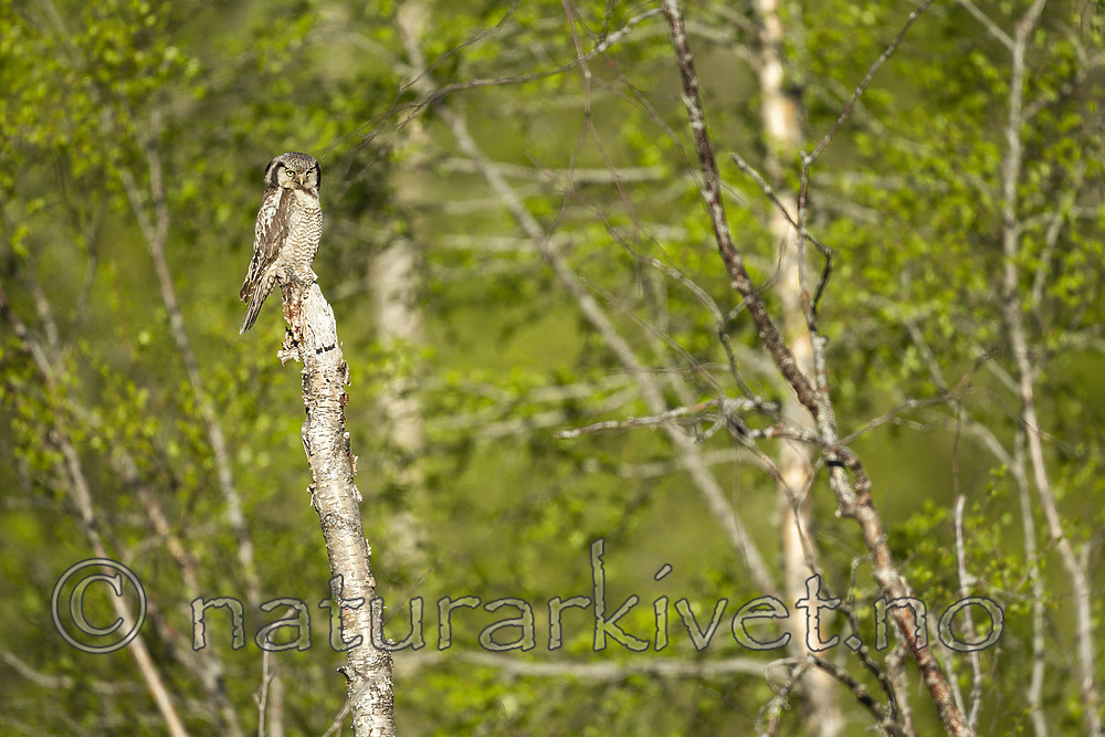 KA_130603_6744 / Surnia ulula / Haukugle