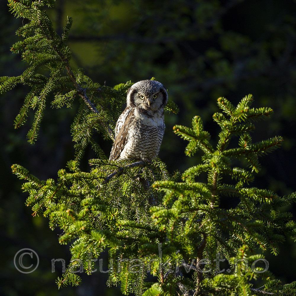 KA_130603_6755 / Surnia ulula / Haukugle