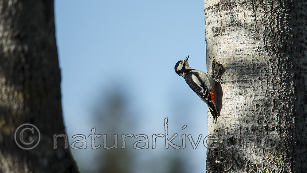 KA_130603_6762 / Dendrocopos major / Flaggspett