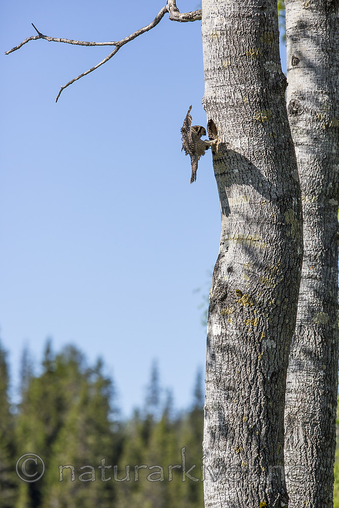 KA_130603_6773 / Surnia ulula / Haukugle