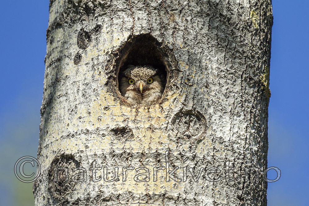 KA_130603_6785 / Surnia ulula / Haukugle