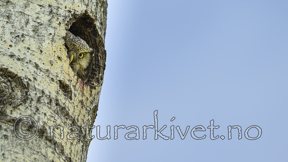 KA_130603_6790 / Surnia ulula / Haukugle