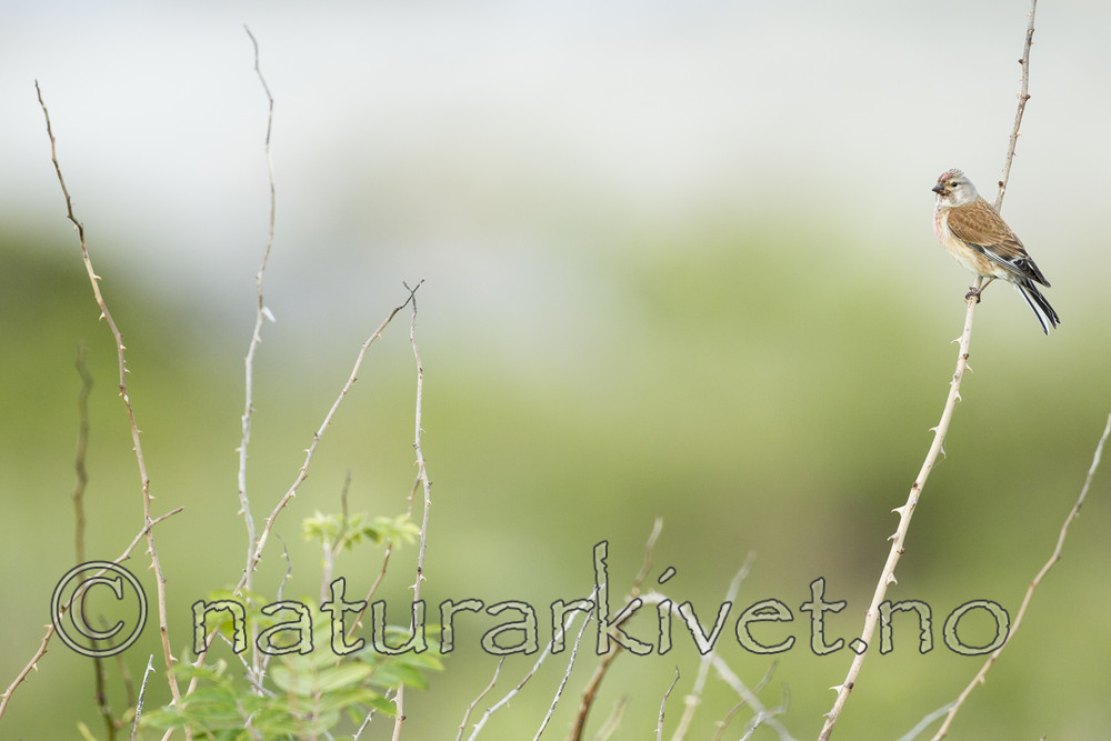 KA_130609_6800 / Carduelis cannabina / Tornirisk