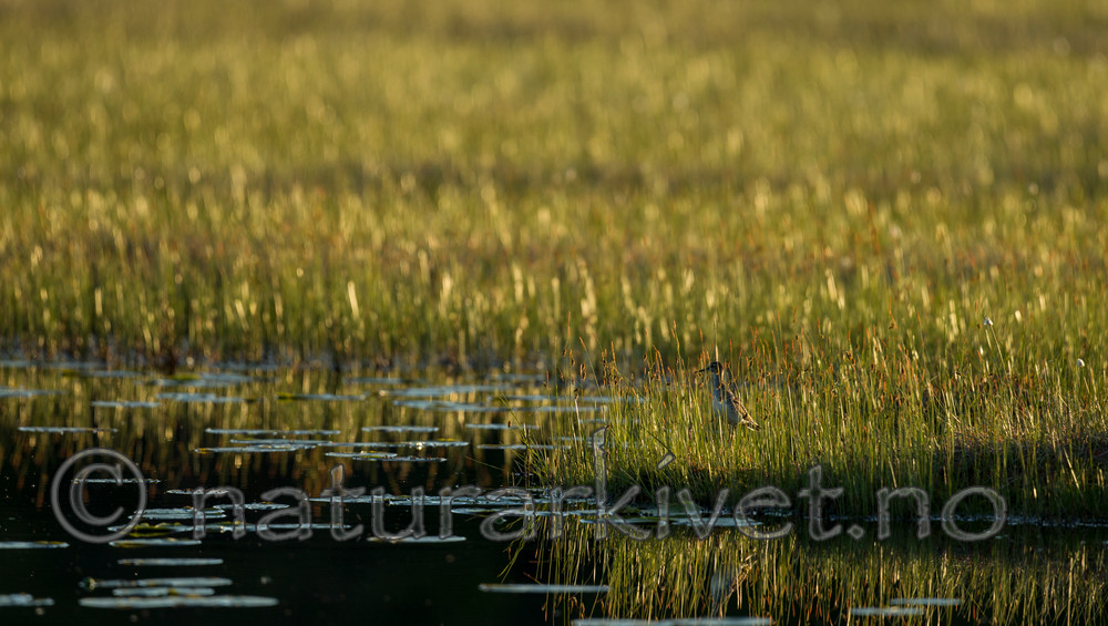 KA_130611_1541 / Tringa ochropus / Skogsnipe