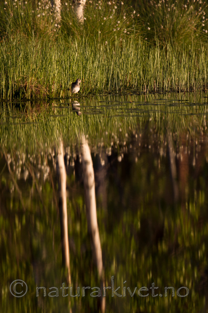 KA_130611_1542 / Tringa ochropus / Skogsnipe