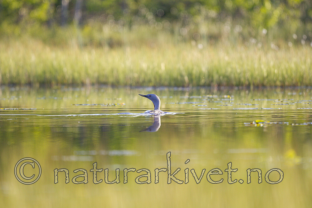 KA_130612_2454 / Gavia stellata / Smålom