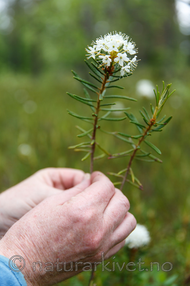 KA_130612_2487 / Rhododendron tomentosum / Finnmarkspors
