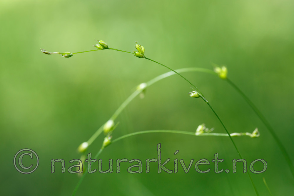 KA_130614_2598 / Carex disperma / Veikstarr