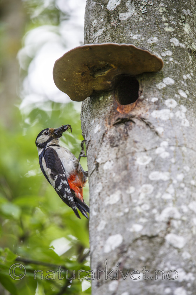 KA_130624_6906 / Dendrocopos major / Flaggspett