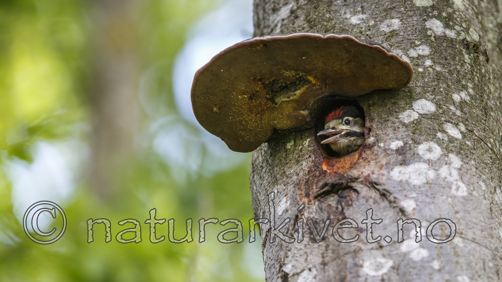 KA_130624_6911 / Dendrocopos major / Flaggspett