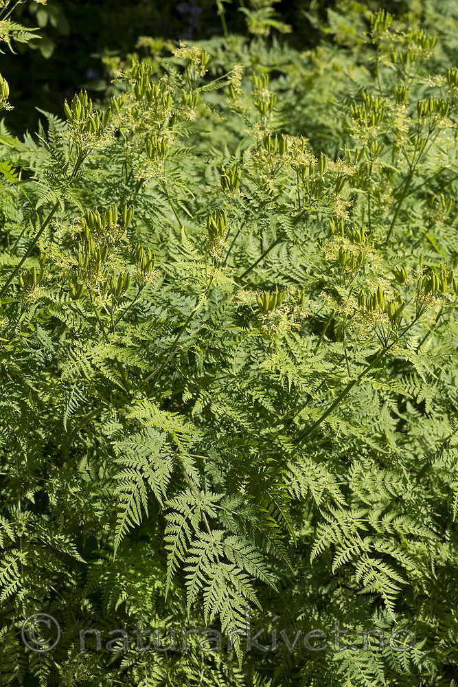 KA_130625_6916 / Myrrhis odorata / Spansk kjørvel