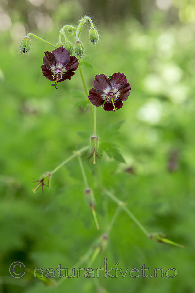 KA_130625_6917 / Geranium phaeum / Brunstorkenebb
