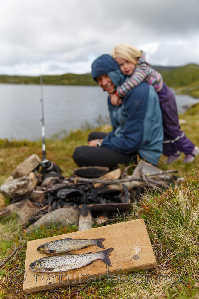 KA_130702_5172 / Salmo trutta / ørret