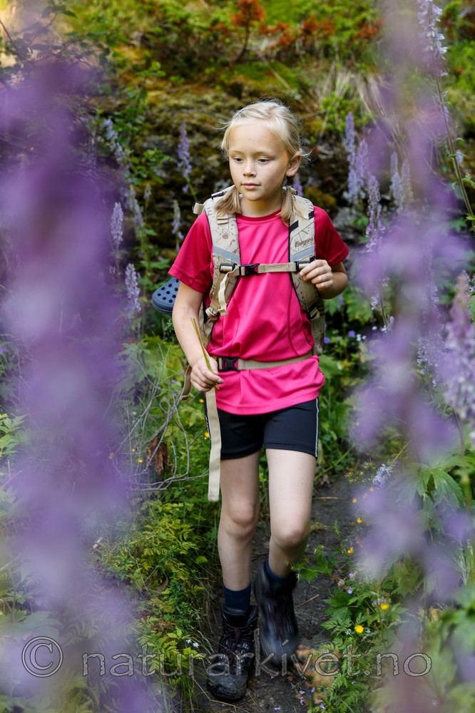 KA_130723_2160 / Aconitum lycoctonum / Torhjelm