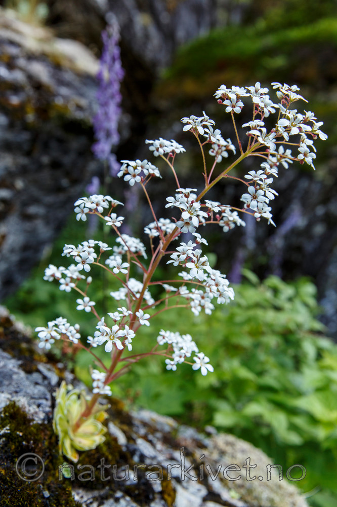 KA_130723_2164 / Saxifraga cotyledon / Bergfrue