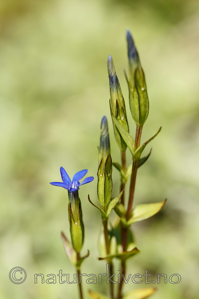 KA_130723_2196 / Gentiana nivalis / Snøsøte