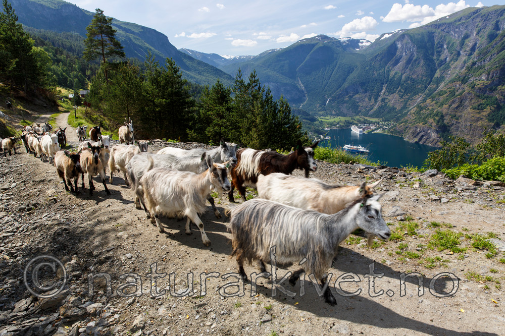 KA_130724_2332 / Capra hircus / Geit