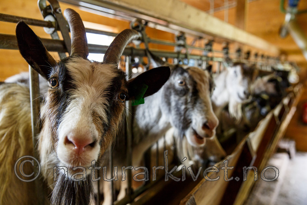 KA_130724_2407 / Capra hircus / Geit