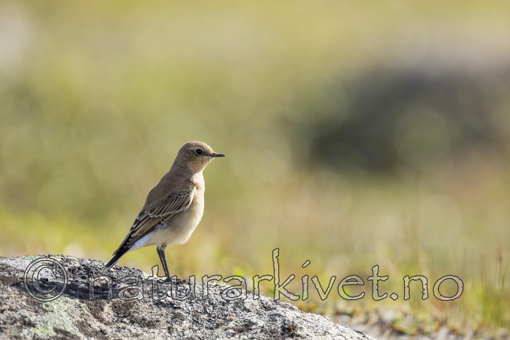 KA_130806_1632 / Oenanthe oenanthe / Steinskvett