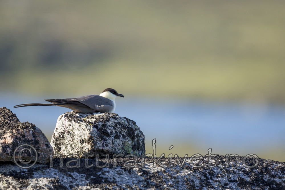 KA_130806_1643 / Stercorarius longicaudus / Fjelljo