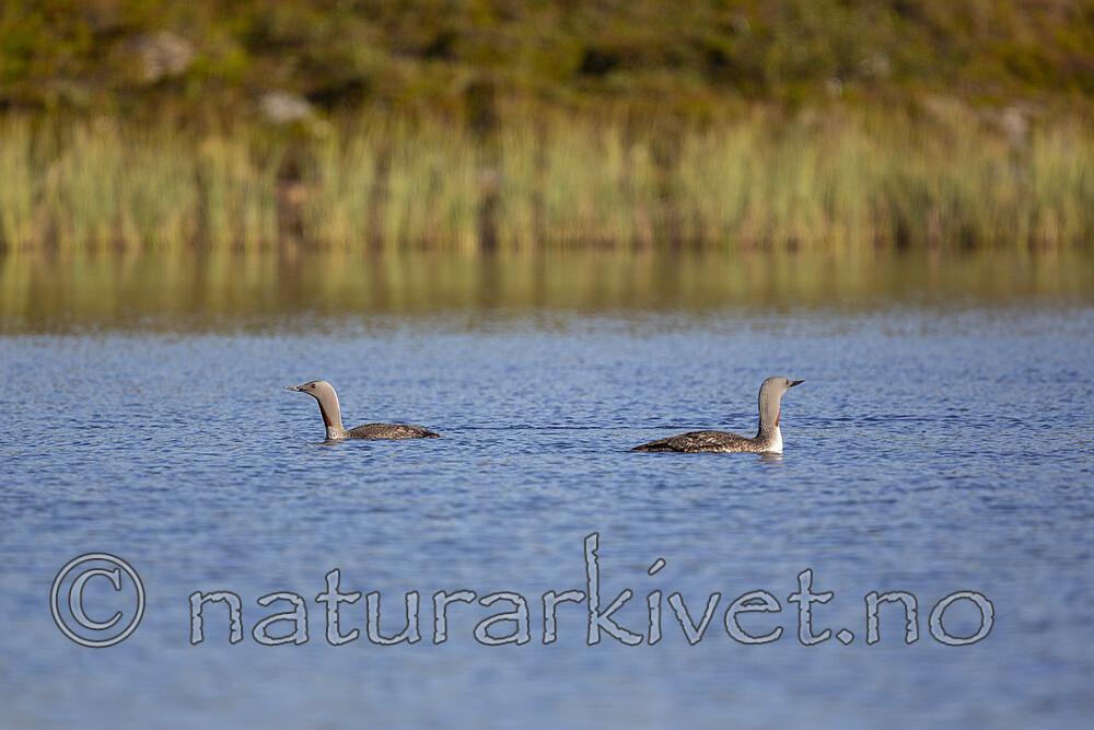 KA_130806_1660 / Gavia stellata / Smålom
