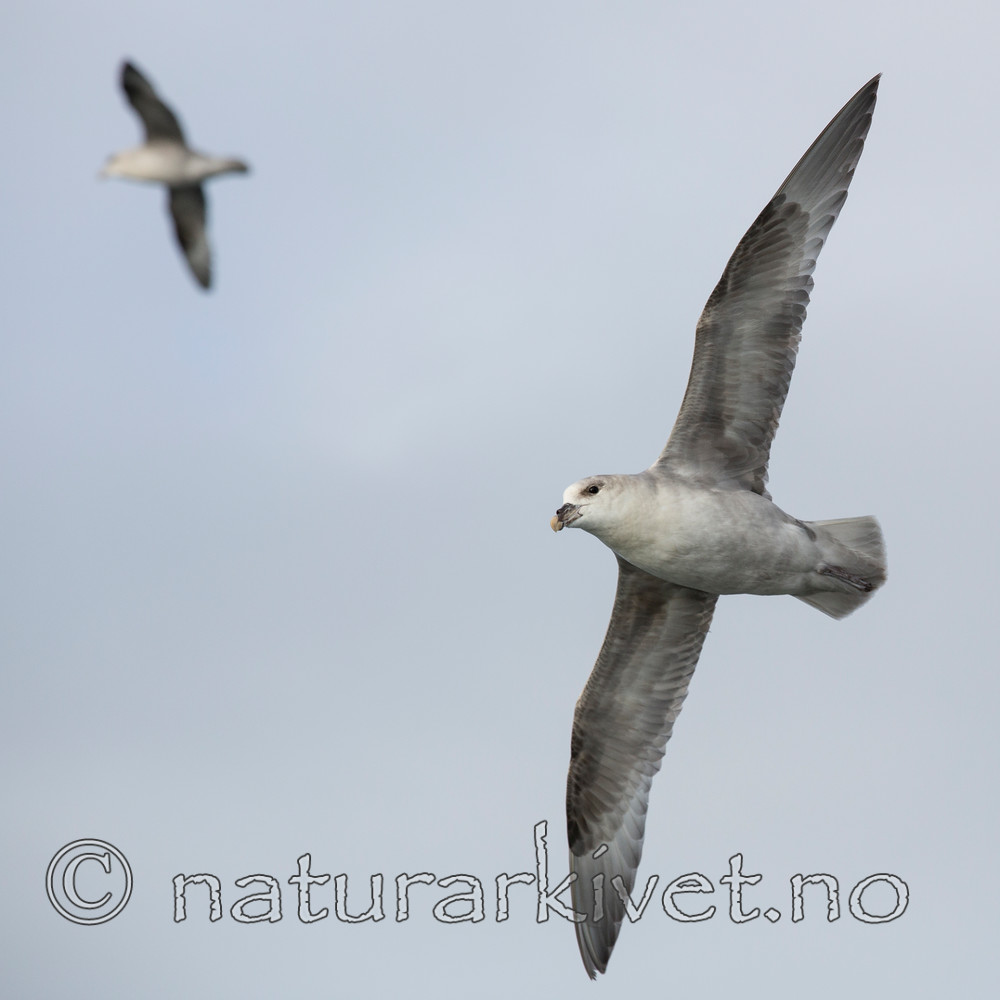 KA_130813_2653 / Fulmarus glacialis / Havhest