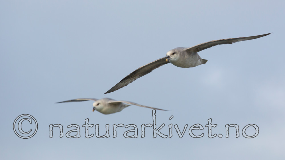 KA_130813_2660 / Fulmarus glacialis / Havhest