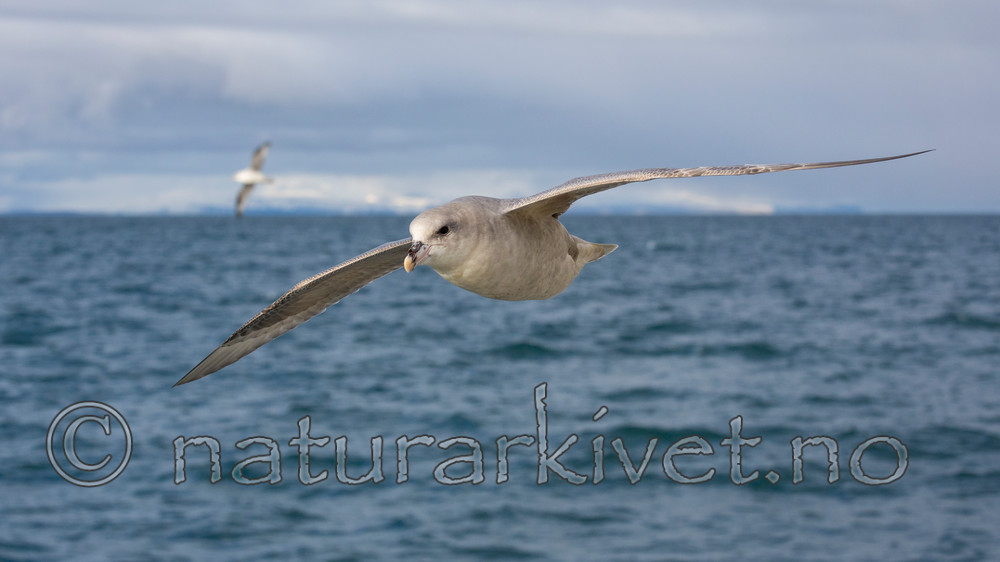 KA_130813_2666 / Fulmarus glacialis / Havhest