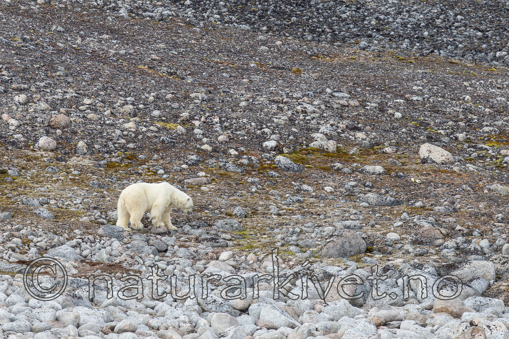 KA_130815_2810 / Ursus maritimus / Isbjørn