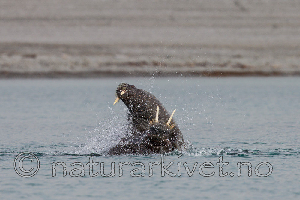 KA_130815_2829 / Odobenus rosmarus / Hvalross