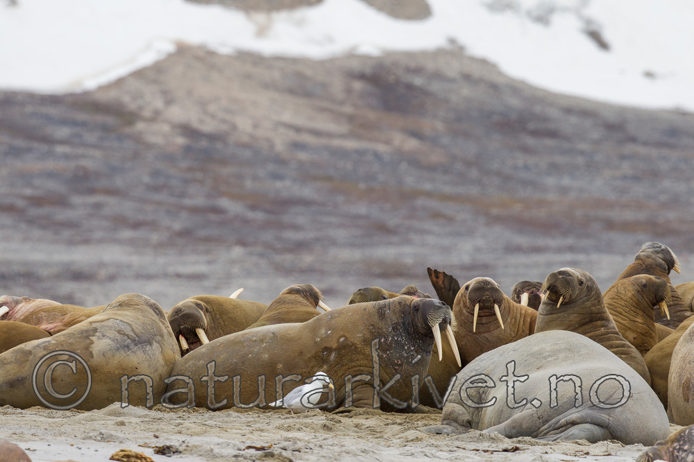 KA_130815_2867 / Larus hyperboreus / Polarmåke <br /> Odobenus rosmarus / Hvalross