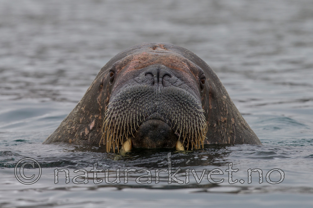 KA_130815_2897 / Odobenus rosmarus / Hvalross