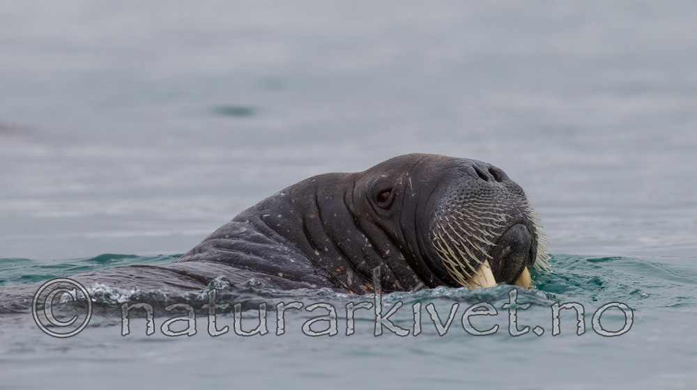 KA_130815_2907 / Odobenus rosmarus / Hvalross