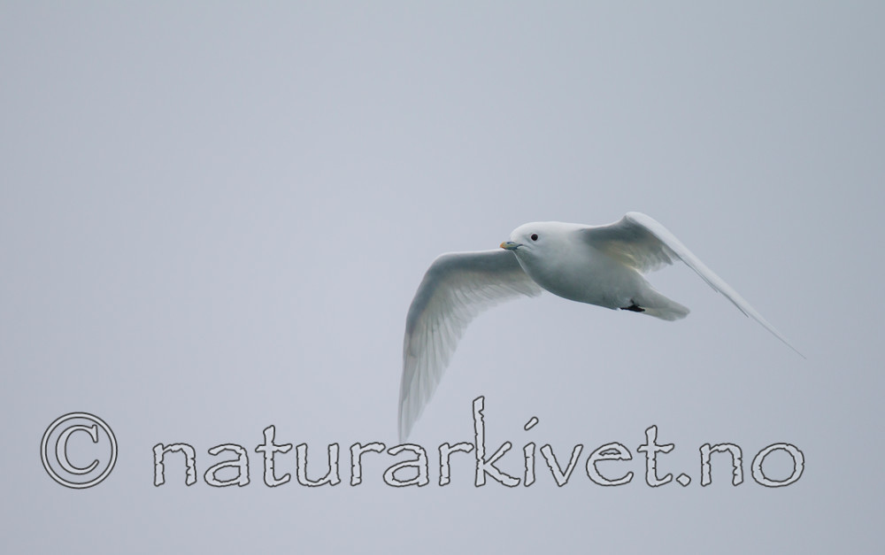 KA_130815_2950 / Pagophila eburnea / Ismåke